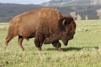 american bison