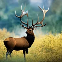 Elk