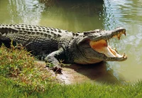 Crocodile