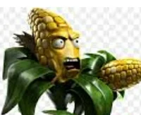 Kernel corn