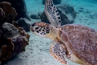 Sea Turtle 