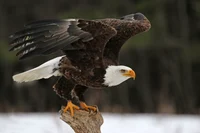 bald eagle