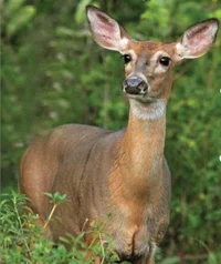 White Tailed Doe