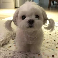 Just a normal dog