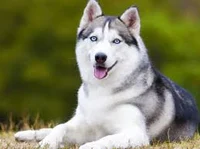 Husky