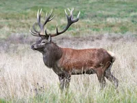 red deer