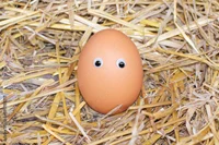 Eggbert