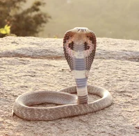 Timtanoboa