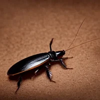 Buddhist Cockroach