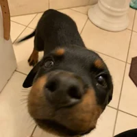 Just a dog