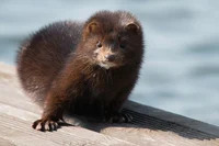 mink