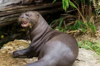 Giant otter