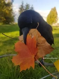 Victor-Chaotic bully