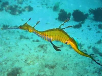 Tia the sea dragon