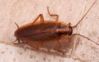 Cockroach