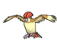 Pidgeotto
