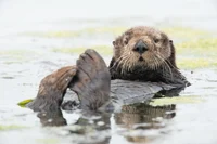 Sea Otter