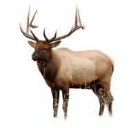 elk