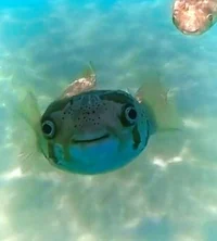 Puffer fish 
