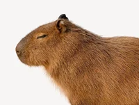 Capybara Real