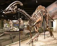 Parasaurolophus