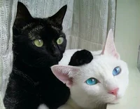 cat couple