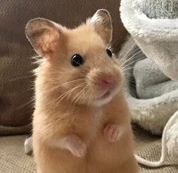 Hamster