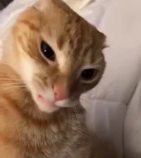 ratchet cat
