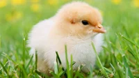 Baby chicken