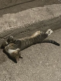 New york cat
