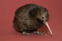 Kiwi 