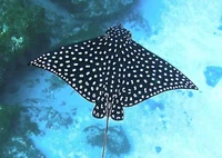Eagle ray