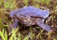 Donatello softshell