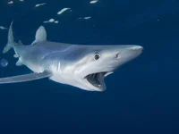 Blue shark