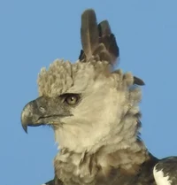 Harpy Eagle 