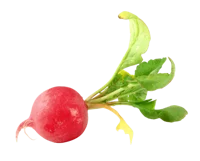 Radish