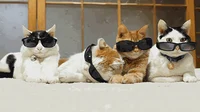 The Cool Cats 