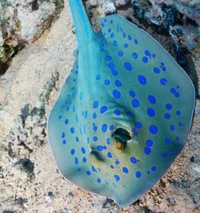Blue doted stingray