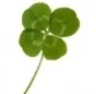 Clover