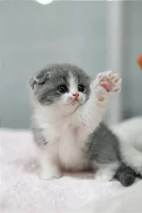 Gatito 