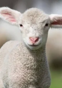 Baby lamb