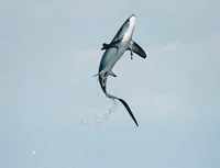 Thresher shark