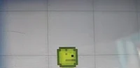 Melon