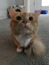 Nash