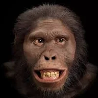 Australopithecus 2
