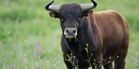 Toro
