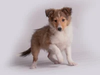 Sophie