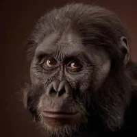 Australopithecus 1
