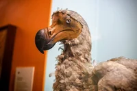 Dodo