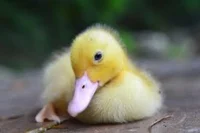 Ducky
